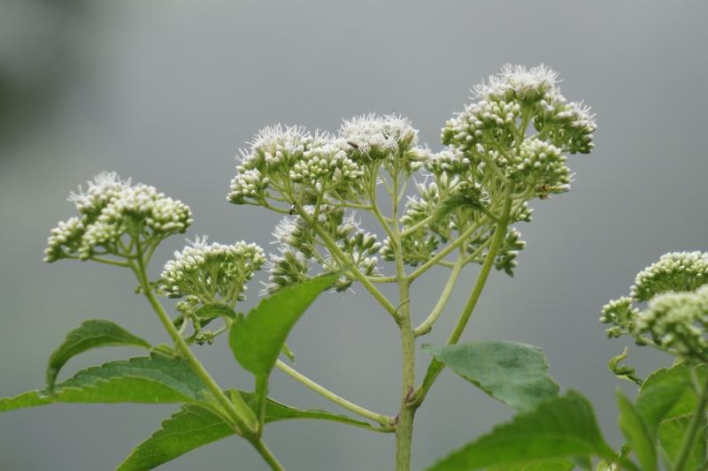 Boneset